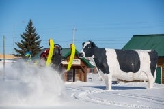 Claybelt-Cow-Snowmobiling
