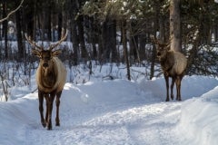 Ontario-Wildlife