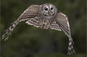 Snowmobiler Knocked Unconscious by Owl