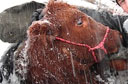 Idaho Snowmobilers Rescue Stranded Calf