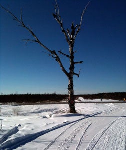 Landmarks like this lone tree become recognizable friends when you ride a favorite trail time and again. Snowmobile First Ride
